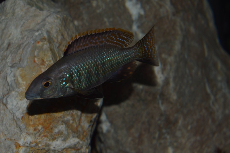 Stigmatochromis pholidophorus